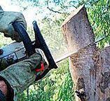 Trusted Dalton, PA Tree Care Experts