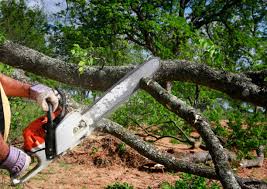 How Our Tree Care Process Works  in  Dalton, PA