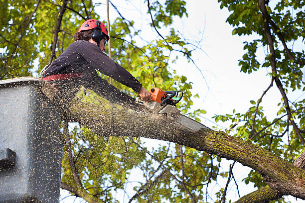 Tree and Shrub Care in Dalton, PA